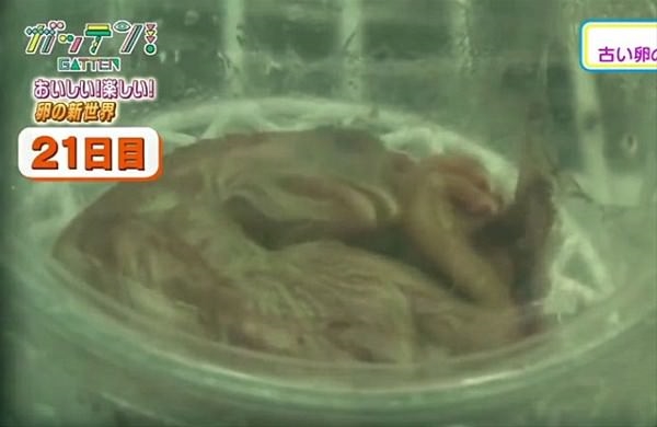 Foto - Yumurtanın civcive dönüşümü görüntülendi! .