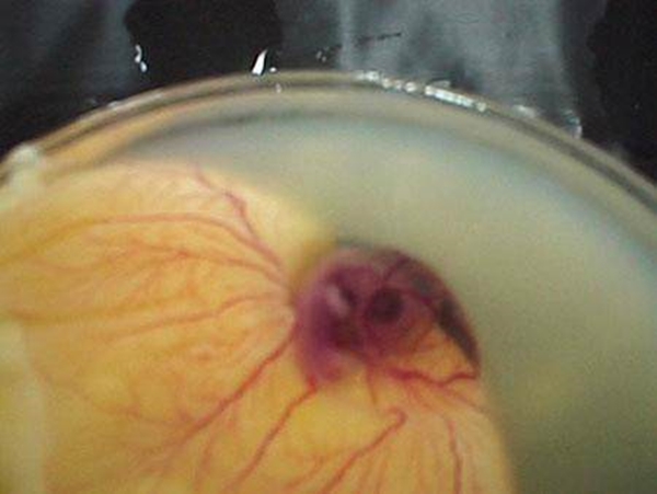 Foto - Yumurtanın civcive dönüşümü görüntülendi! .