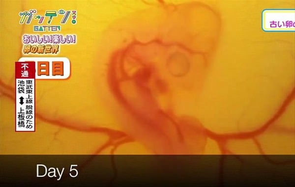 Foto - Yumurtanın civcive dönüşümü görüntülendi! .