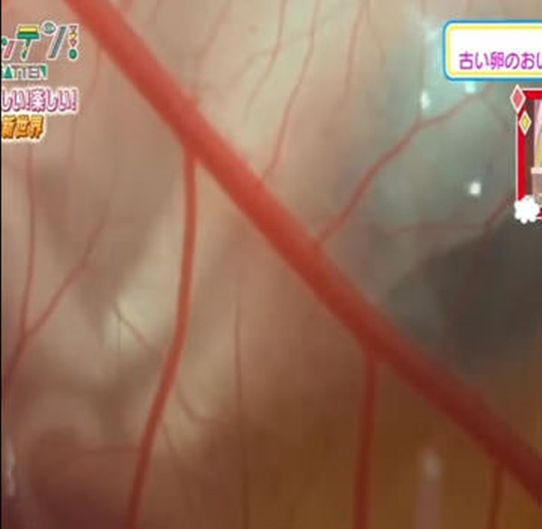 Foto - Yumurtanın civcive dönüşümü görüntülendi! .