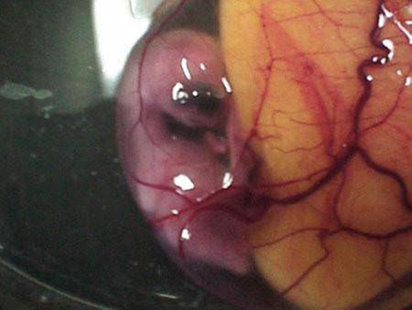 Foto - Yumurtanın civcive dönüşümü görüntülendi! .