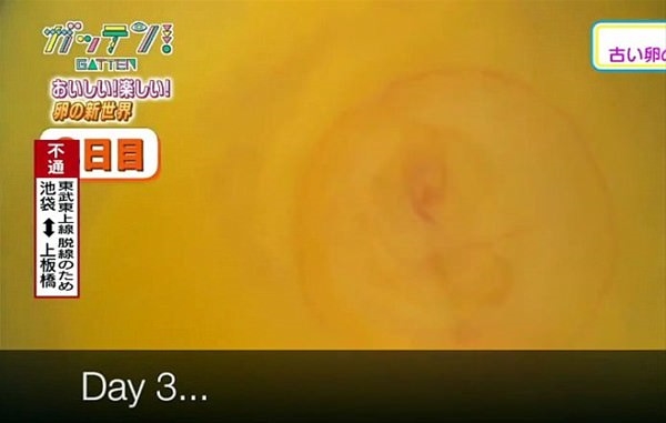 Foto - Yumurtanın civcive dönüşümü görüntülendi! .