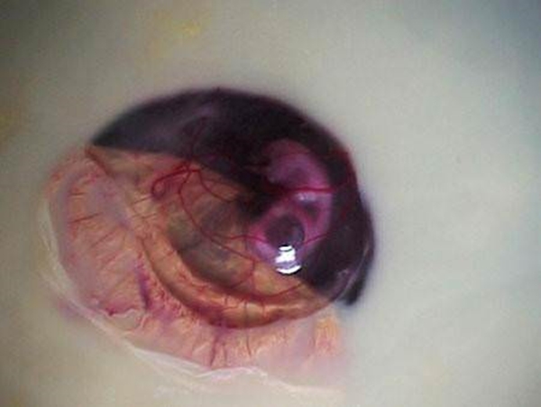 Foto - Yumurtanın civcive dönüşümü görüntülendi! .