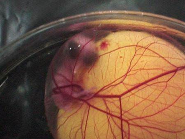 Foto - Yumurtanın civcive dönüşümü görüntülendi! .