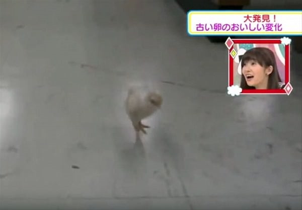 Foto - Yumurtanın civcive dönüşümü görüntülendi! .