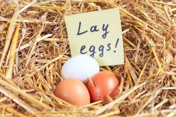 Foto - Yumurtanın sarısı koyu renkse...