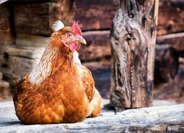 Foto - Yumurtanın sarısı koyu renkse...