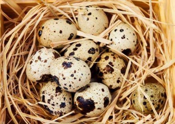 Foto - Yumurtanın sarısı koyu renkse...