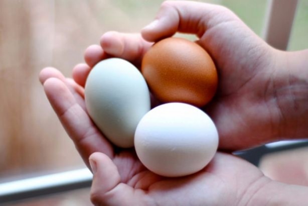 Foto - Yumurtaya dair bilmedikleriniz...