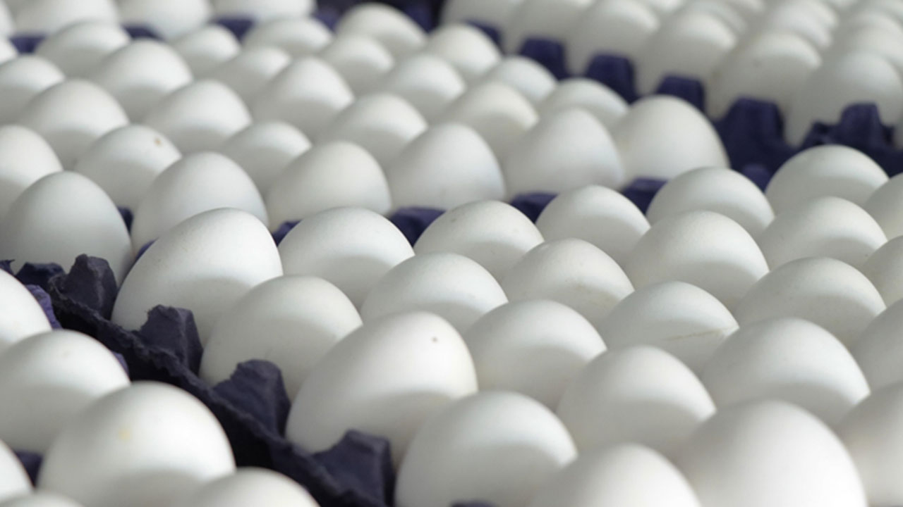 Foto - Yumurtaya dokunduktan hemen sonra suyu açın ve bunu yapın