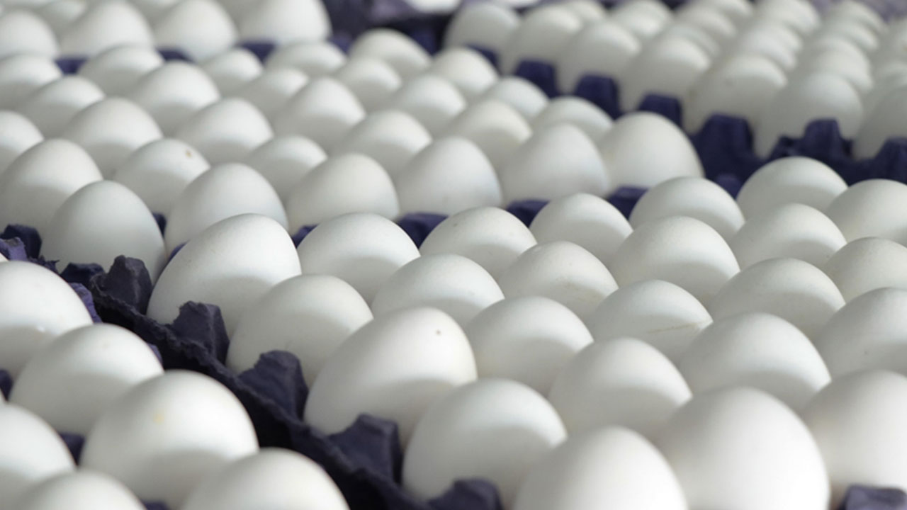 Foto - Yumurtaya dokunduktan hemen sonra suyu açın ve bunu yapın