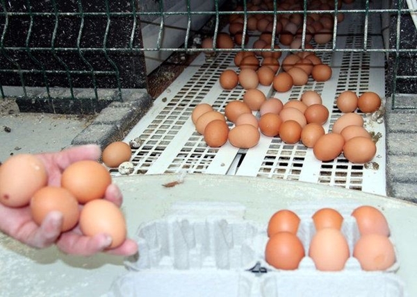 Foto - Yumurtayı küçük mü almalı büyük mü?
