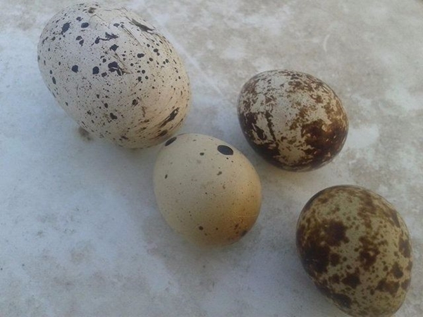 Foto - Yumurtayı küçük mü almalı büyük mü?