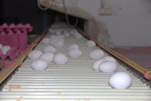 Foto - Yumurtayı küçük mü almalı büyük mü?