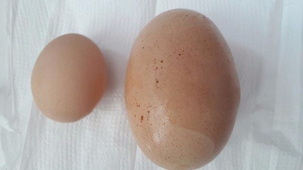 Foto - Yumurtayı küçük mü almalı büyük mü?