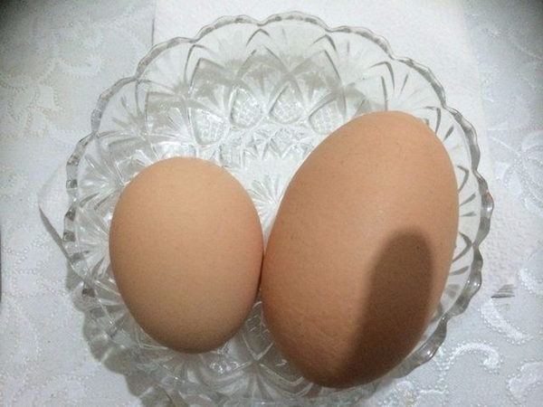 Foto - Yumurtayı küçük mü almalı büyük mü?