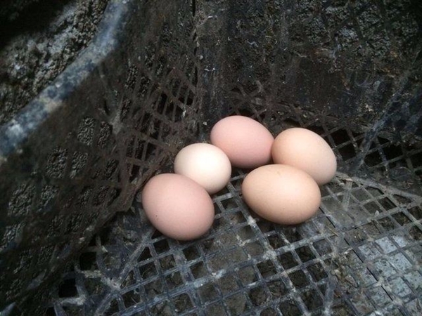 Foto - Yumurtayı küçük mü almalı büyük mü?