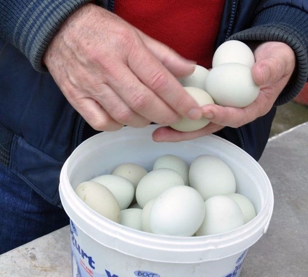 Foto - Yumurtayı küçük mü almalı büyük mü?