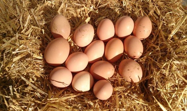 Foto - Yumurtayı küçük mü almalı büyük mü?