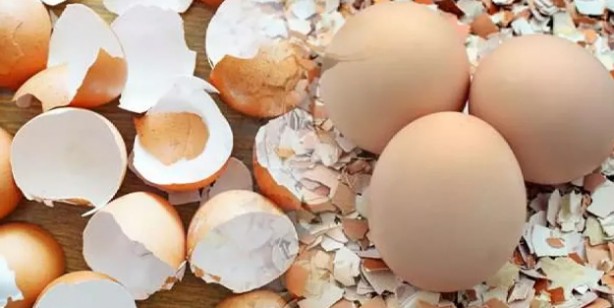 Foto - Yumurtayı sirkeli suda bekletirseniz...