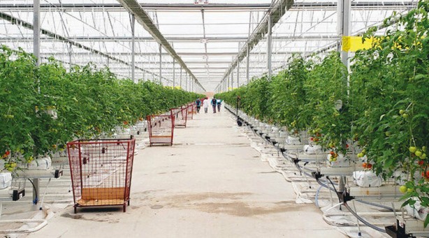 Foto - Yunan tarafı olan biten karşısında şaşkın: Türkiye'nin her yerinden fışkırıyor! 400 bin hektarı görecekler