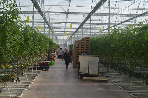 Foto - Yunan tarafı olan biten karşısında şaşkın: Türkiye'nin her yerinden fışkırıyor! 400 bin hektarı görecekler