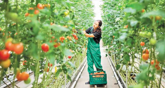 Foto - Yunan tarafı olan biten karşısında şaşkın: Türkiye'nin her yerinden fışkırıyor! 400 bin hektarı görecekler