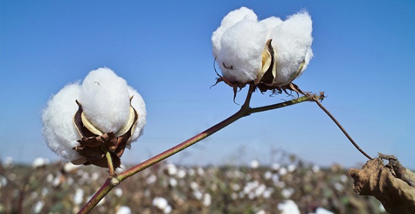 Foto - Yunanistan sahiplenmek istemişti! İşte Türkiye'nin AB tescilli o ürünleri