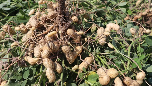 Foto - Yunanistan sahiplenmek istemişti! İşte Türkiye'nin AB tescilli o ürünleri