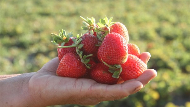 Foto - Yunanistan sahiplenmek istemişti! İşte Türkiye'nin AB tescilli o ürünleri