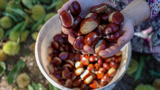 Foto - Yunanistan sahiplenmek istemişti! İşte Türkiye'nin AB tescilli o ürünleri