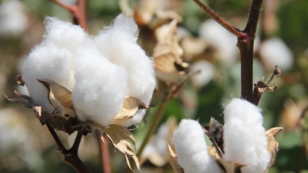 Foto - Yunanistan sahiplenmek istemişti! İşte Türkiye'nin AB tescilli o ürünleri