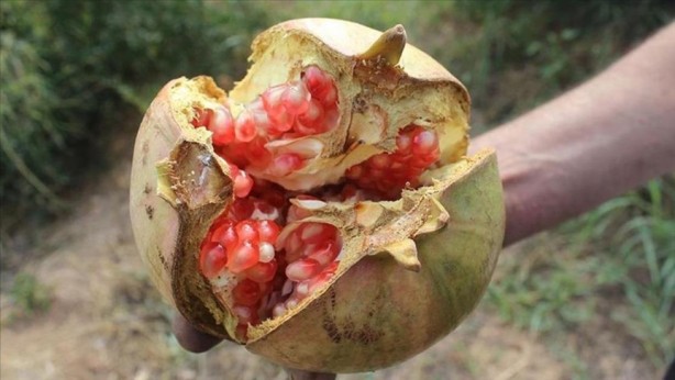 Foto - Yunanistan sahiplenmek istemişti! İşte Türkiye'nin AB tescilli o ürünleri