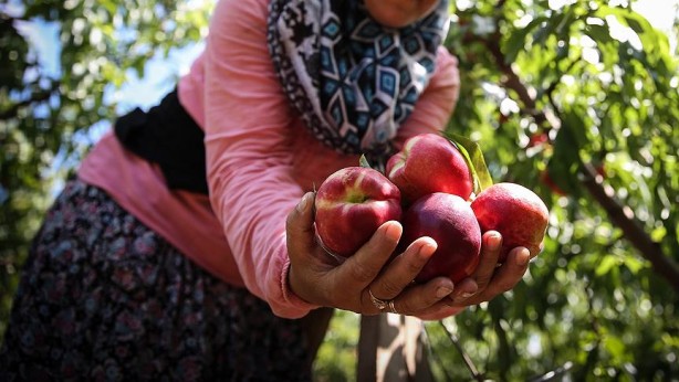 Foto - Yunanistan sahiplenmek istemişti! İşte Türkiye'nin AB tescilli o ürünleri