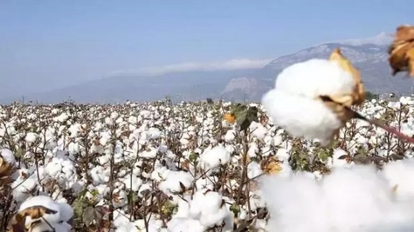 Foto - Yunanistan sahiplenmek istemişti! İşte Türkiye'nin AB tescilli o ürünleri