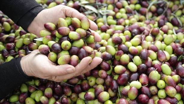Foto - Yunanistan sahiplenmek istemişti! İşte Türkiye'nin AB tescilli o ürünleri