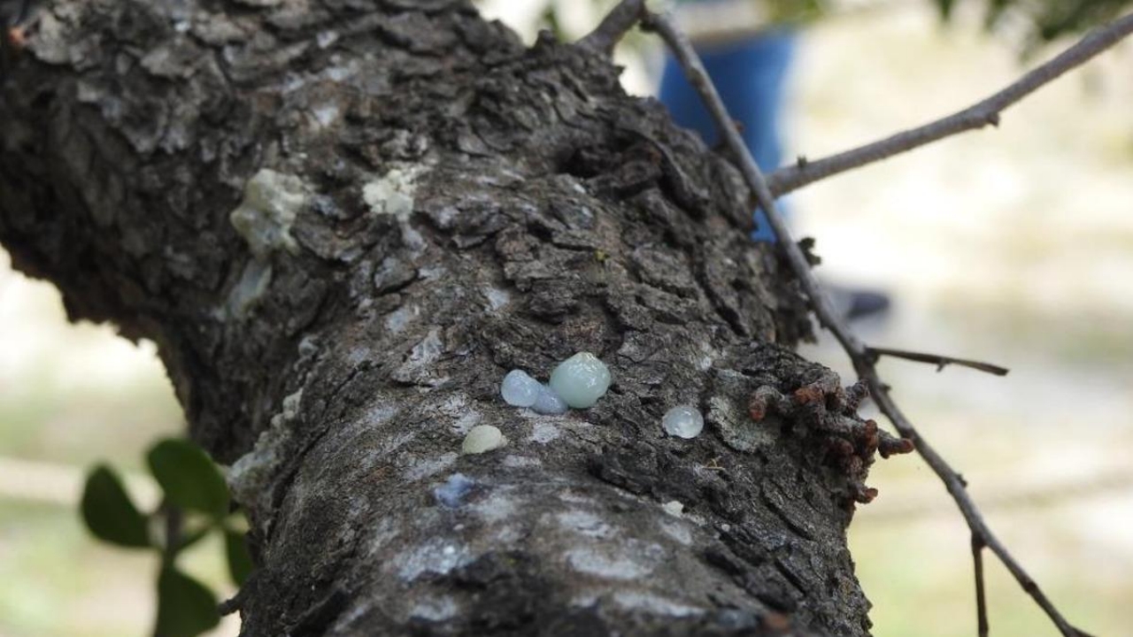Foto - Yunanistan’dan büyük alçaklık! "Sahtesini yapıyorlar" iftirasını bile atmaya başladılar! Maalesef bizimkiler de...