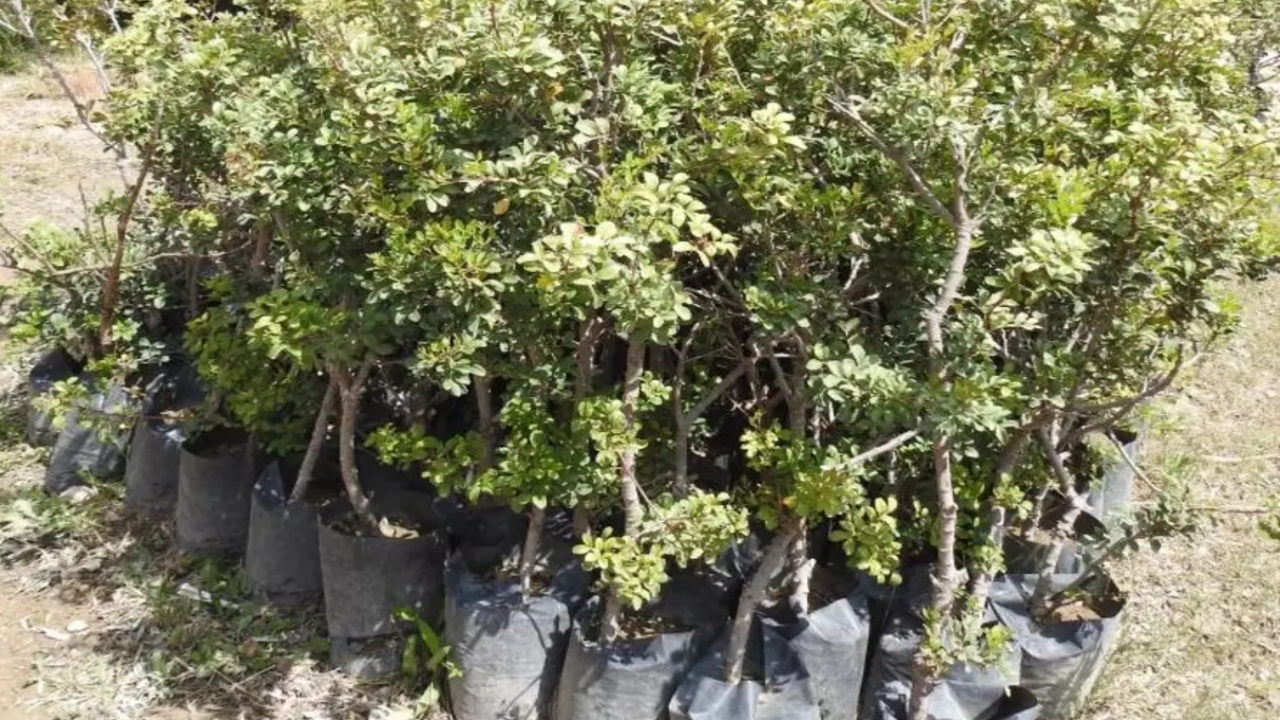 Foto - Yunanistan’dan büyük alçaklık! "Sahtesini yapıyorlar" iftirasını bile atmaya başladılar! Maalesef bizimkiler de...