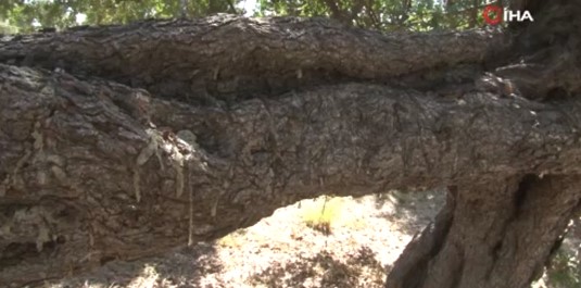 Foto - Yunanistan'ı solladı! Tüm Türkiye'nin ihtiyacını karşılıyor... Bakın kilosu kaç lira