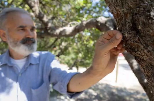 Foto - Yunanistan'ı solladı! Tüm Türkiye'nin ihtiyacını karşılıyor... Bakın kilosu kaç lira