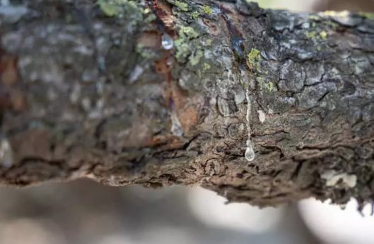 Foto - Yunanistan'ı solladı! Tüm Türkiye'nin ihtiyacını karşılıyor... Bakın kilosu kaç lira
