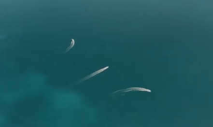 Foto - Dünyayı şoka sokacak anlar! Bayraktar TB2 işaretledi, Türk İDA'sı gemiyi bir anda batırdı