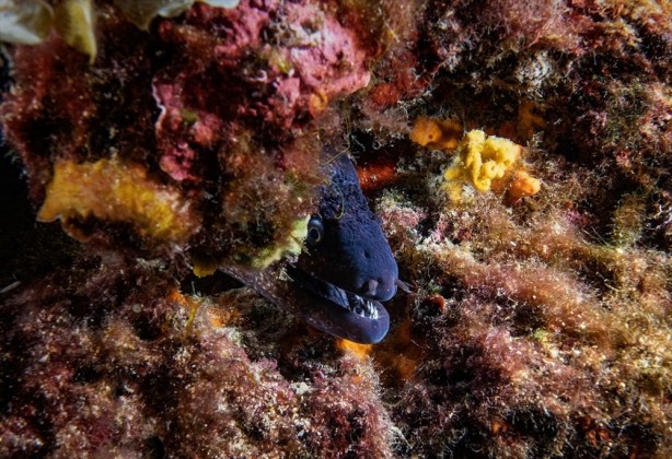 Foto - Yunanistan’ın daha önce göz diktiği ada ile ilgili dikkat çeken açıklamalar! Savaş uçağından, farklı canlılara…