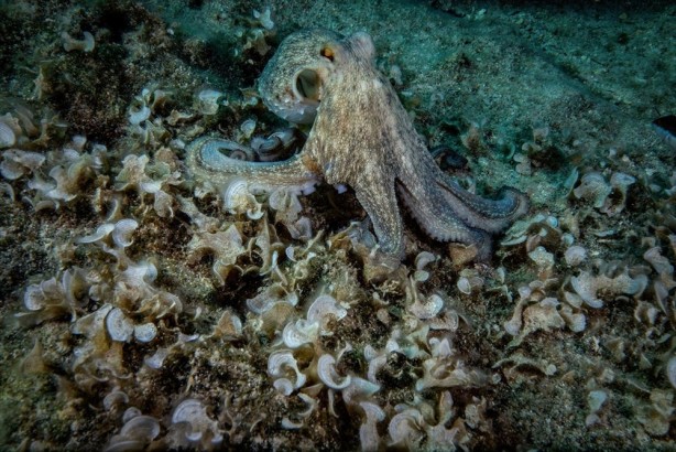Foto - Yunanistan’ın daha önce göz diktiği ada ile ilgili dikkat çeken açıklamalar! Savaş uçağından, farklı canlılara…