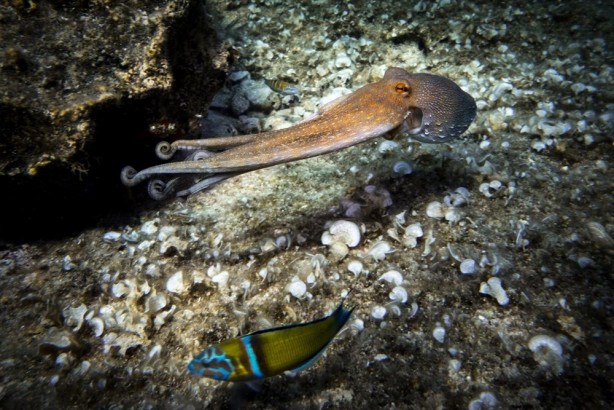 Foto - Yunanistan’ın daha önce göz diktiği ada ile ilgili dikkat çeken açıklamalar! Savaş uçağından, farklı canlılara…