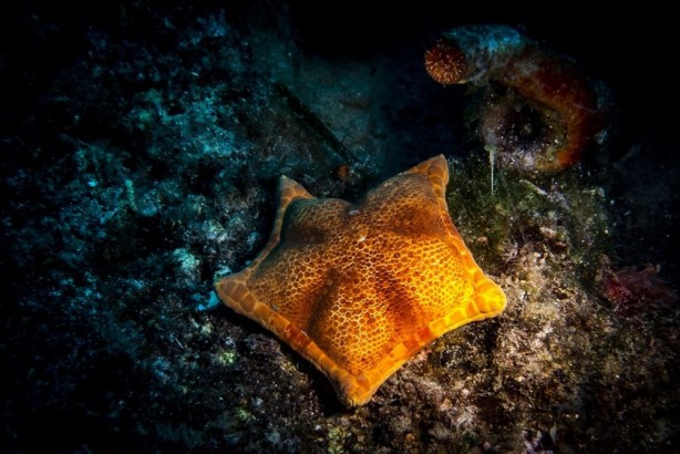 Foto - Yunanistan’ın daha önce göz diktiği ada ile ilgili dikkat çeken açıklamalar! Savaş uçağından, farklı canlılara…