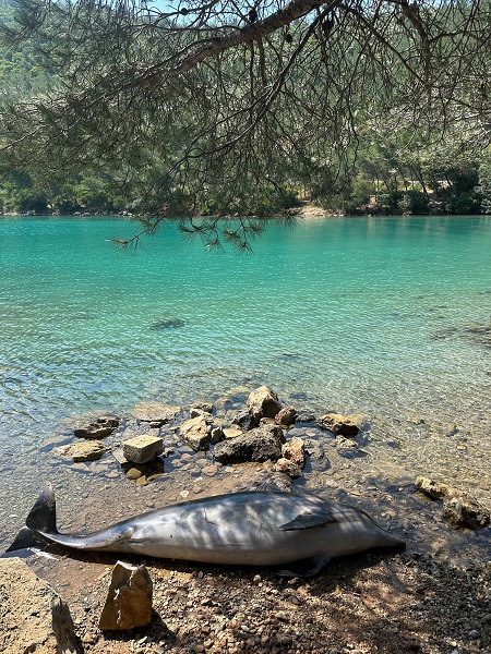 Foto - Yunus balığı karaya böyle vurdu