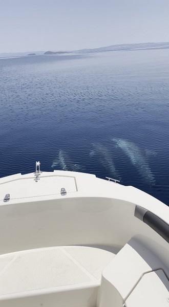 Foto - Yunuslar, balıkçı teknesiyle böyle yarıştı