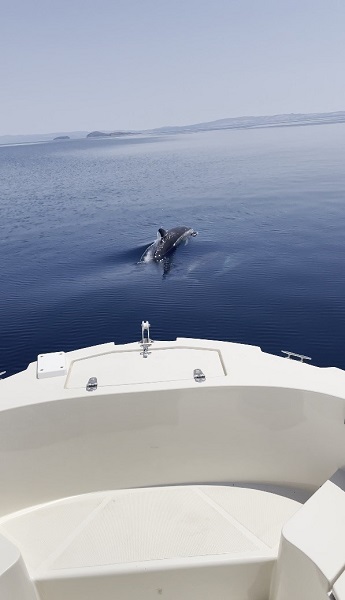 Foto - Yunuslar, balıkçı teknesiyle böyle yarıştı