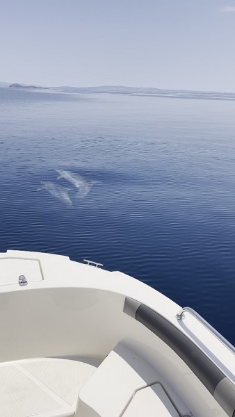 Foto - Yunuslar, balıkçı teknesiyle böyle yarıştı